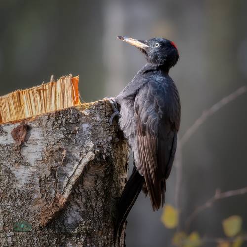 Чёрный дятел