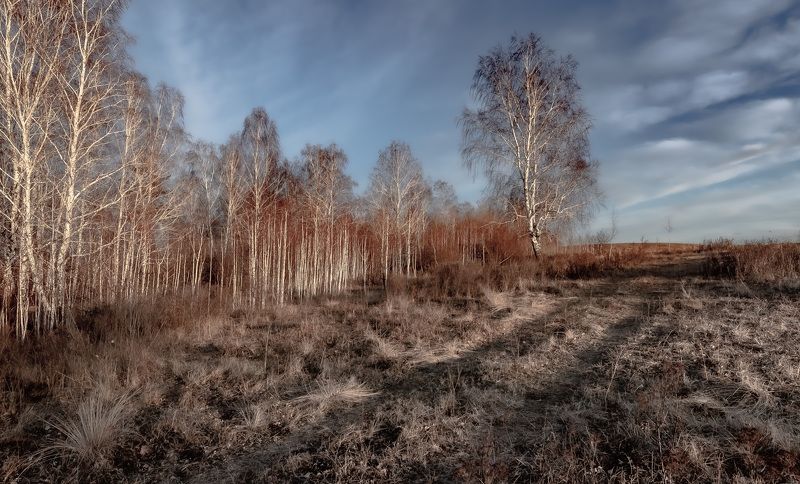 Лес, небо, отдельно стоящая берёза. Ожидание. фото превью