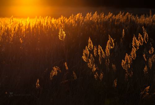 Золото ноября