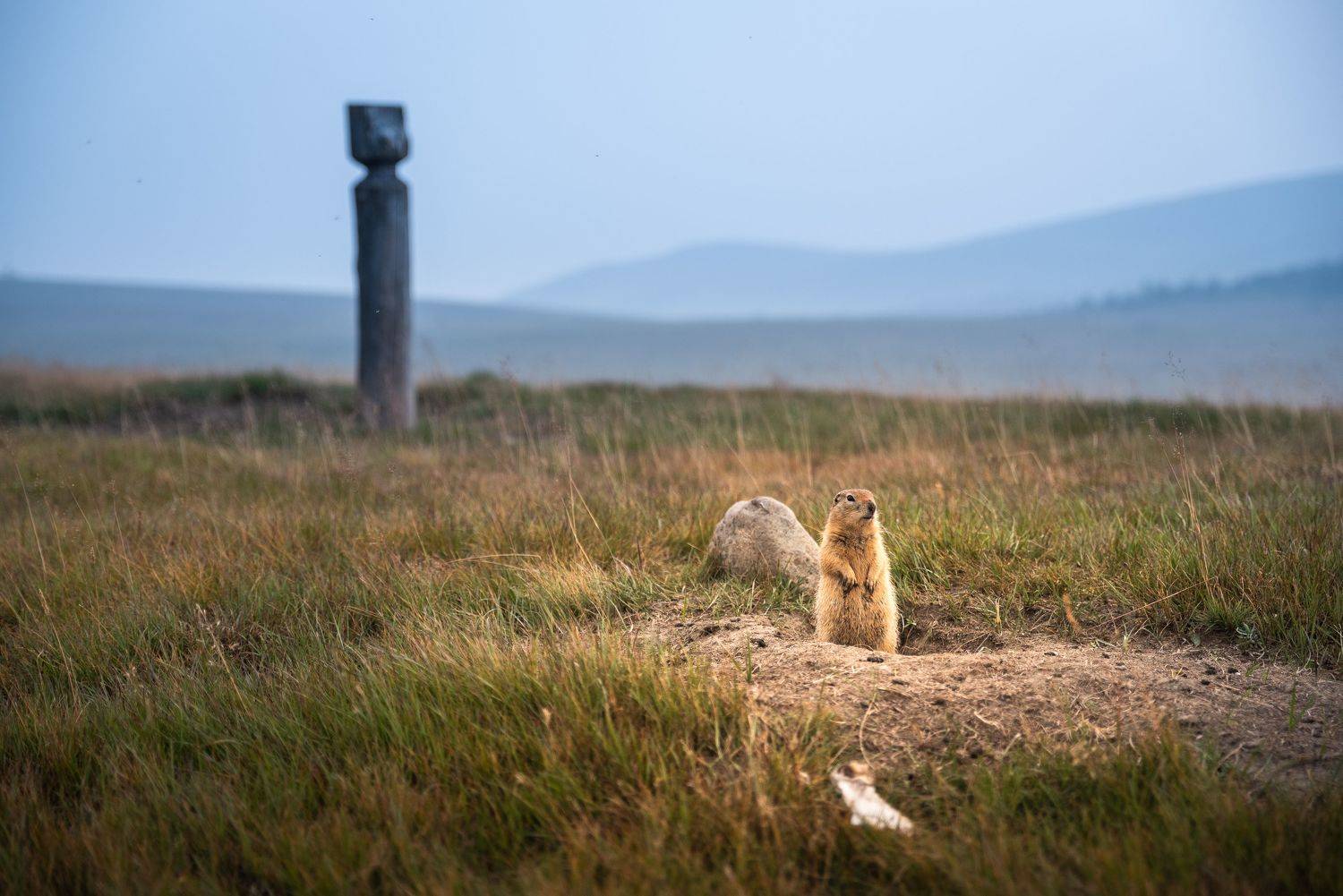 Эректиский хребет, Якутия, хребет Черского, евражка, суслик, Evgeniy Khilkevitch