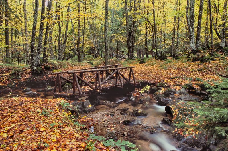 Пленочная фотография - 2021 г. фото превью