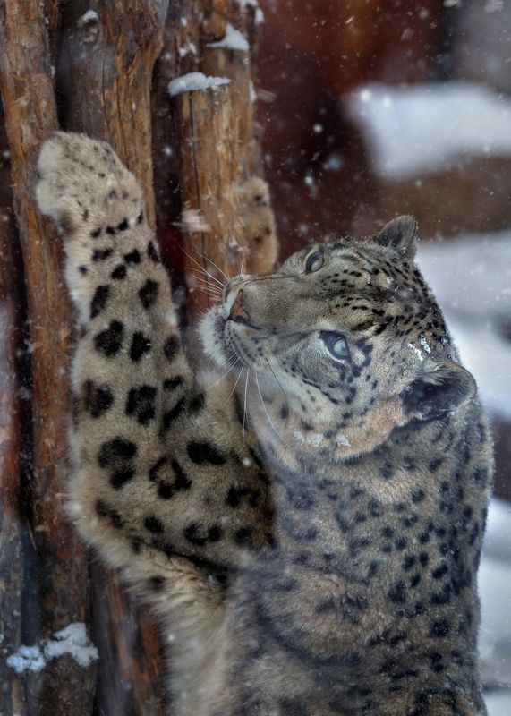 снежный барс Снежный барс фото превью