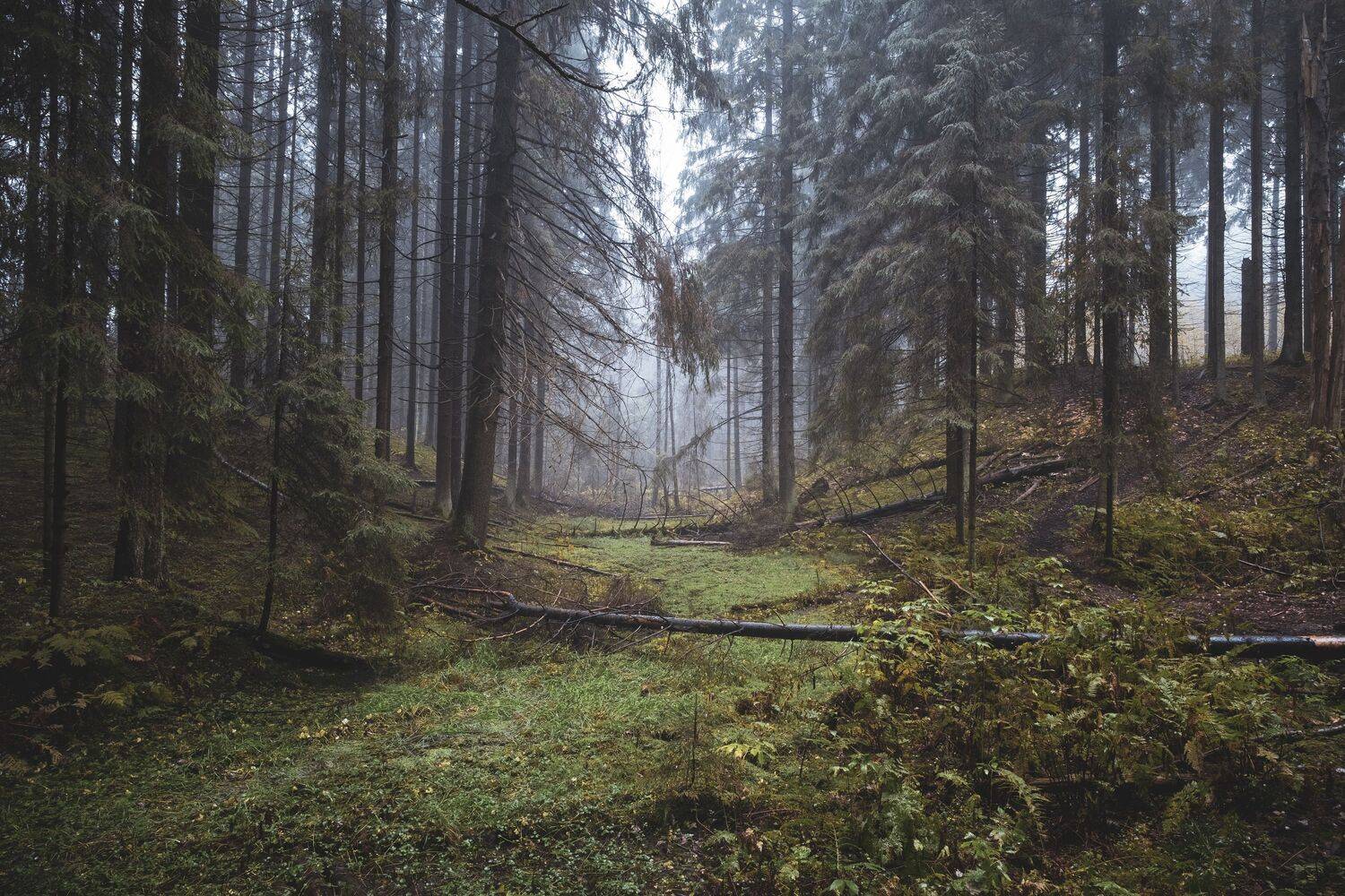 , Светлана Краюшкина