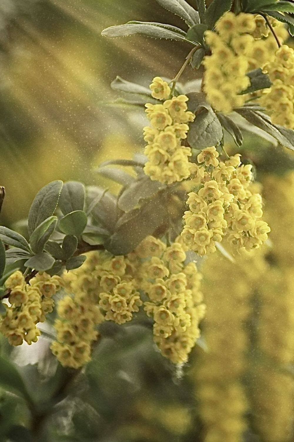 макро, macro, цветы, flowers, барбарис, barberry, Julia Kaissa