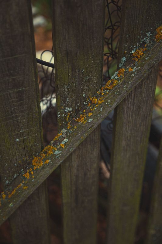 осень, забор Воспоминание фото превью