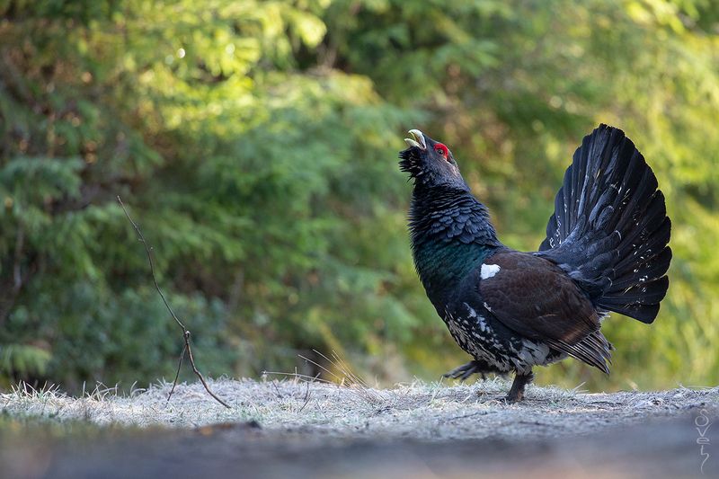 глухарь, глухариный ток подражатель. фото превью