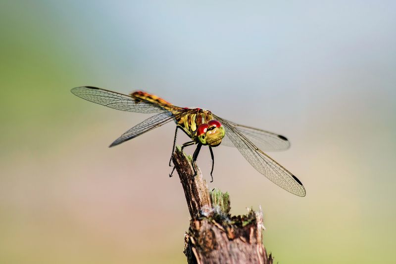 стрекоза, ветка, лето, макро, размытый, фон Стрекоза на ветке фото превью