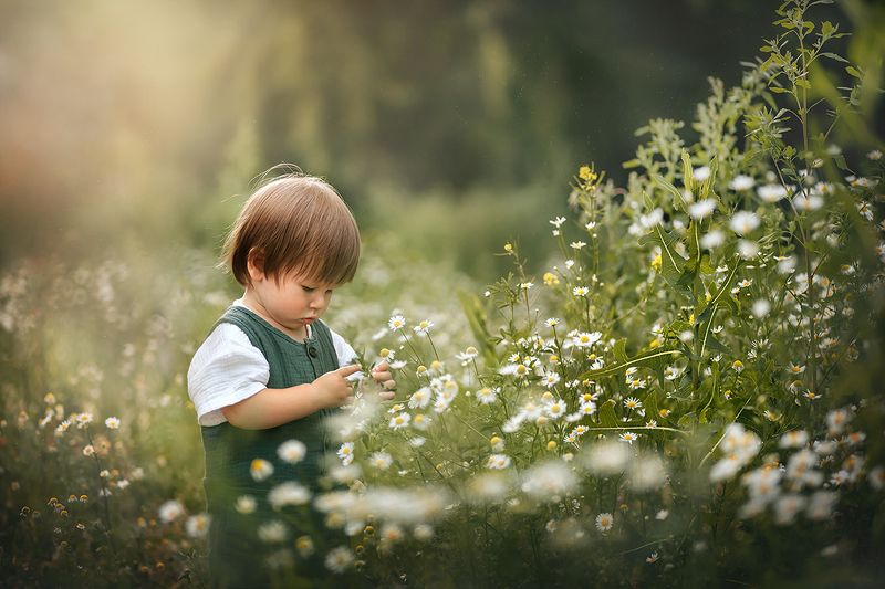 лето, цветы, ромашки, дети, ребенок, малыш, мальчик, поле Ромашковое поле фото превью
