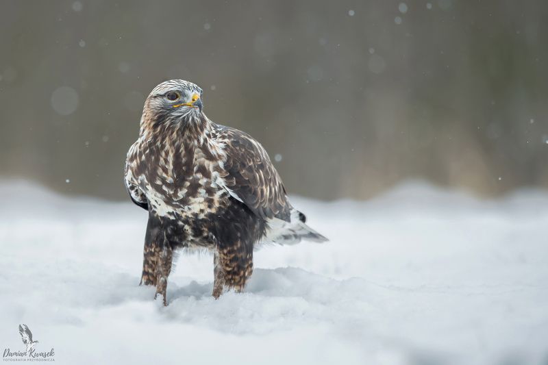 Przybysz ze wschodu фото превью