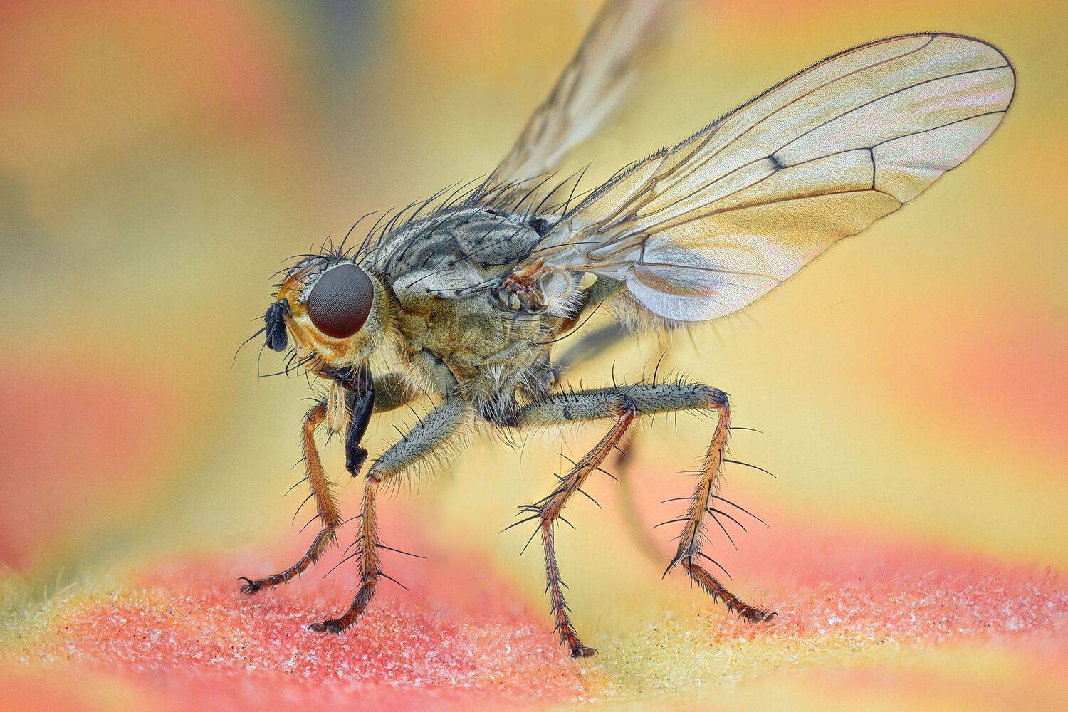 ceclii, macro, nikond7200, Tsvetan Ganev