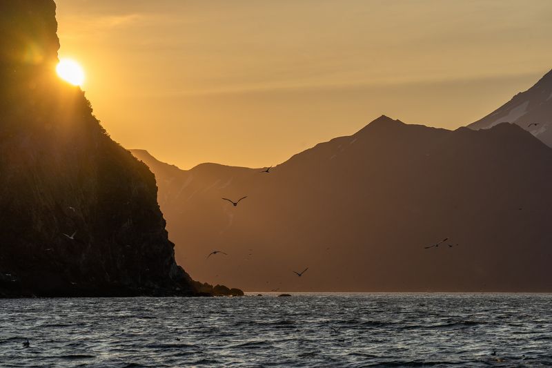 закат, море, океан, чайки, солнце, птицы  фото превью