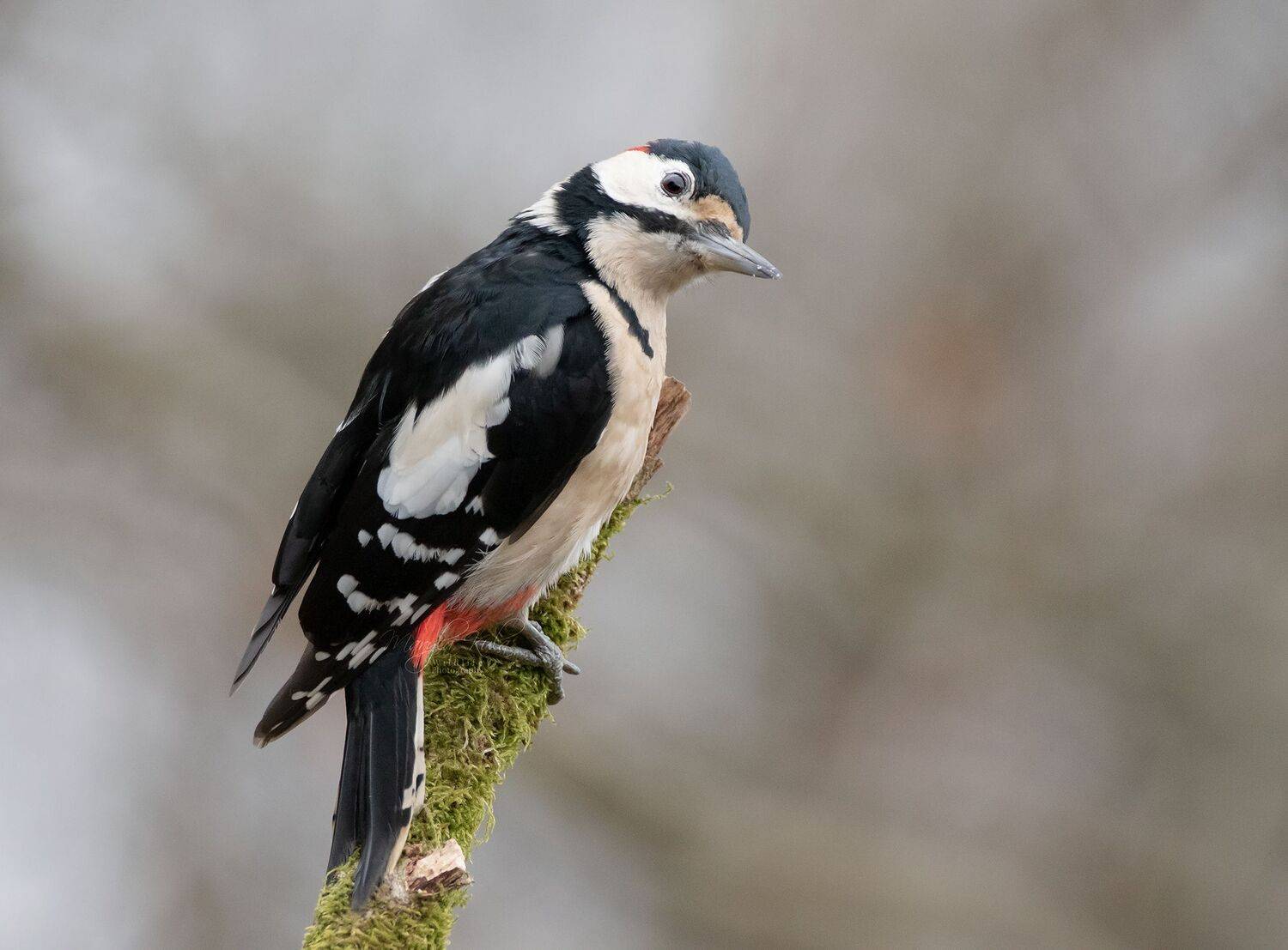 GSW, Woodpecker, Nature, Wildlife, Canon, Sigma, MARIA KULA