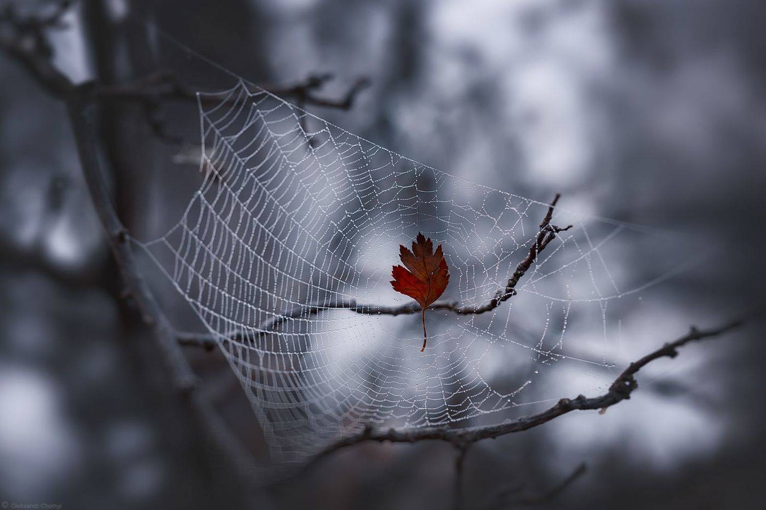 осень, паутина, листик,, Александр Чорный