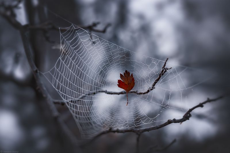 осень, паутина, листик, *** фото превью