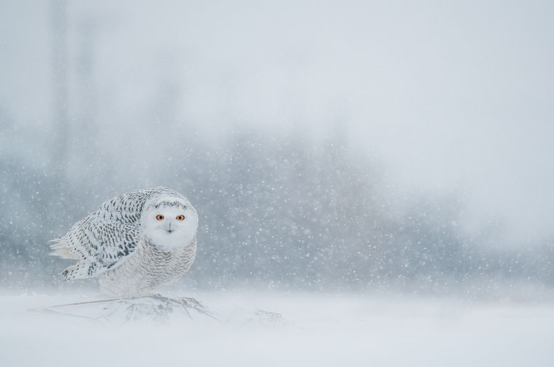 Nomads of the North фото превью