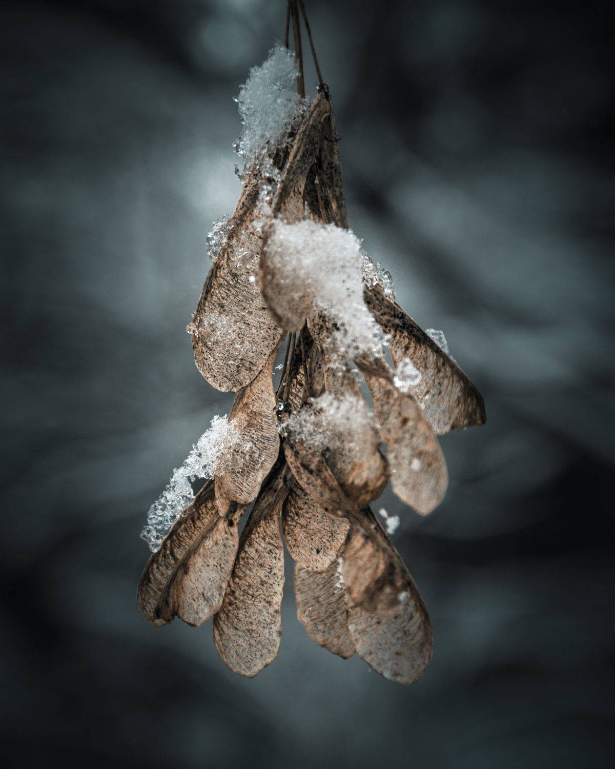 , Максим Салихов