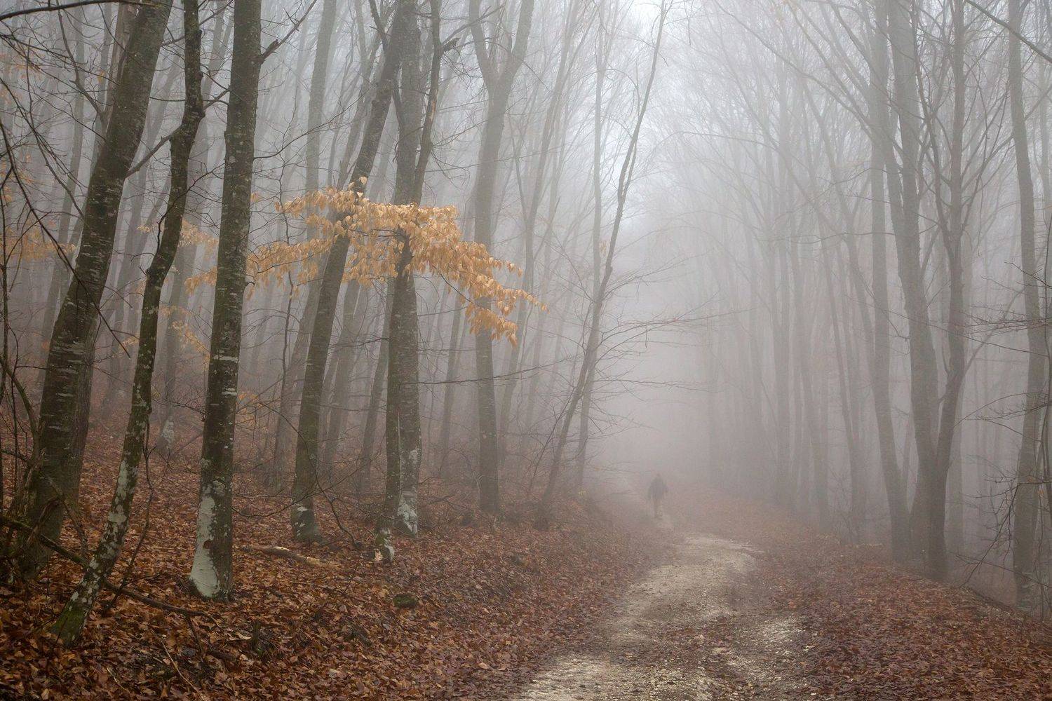 , Елена Покрепа