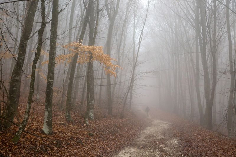 По лесной дорожке... фото превью