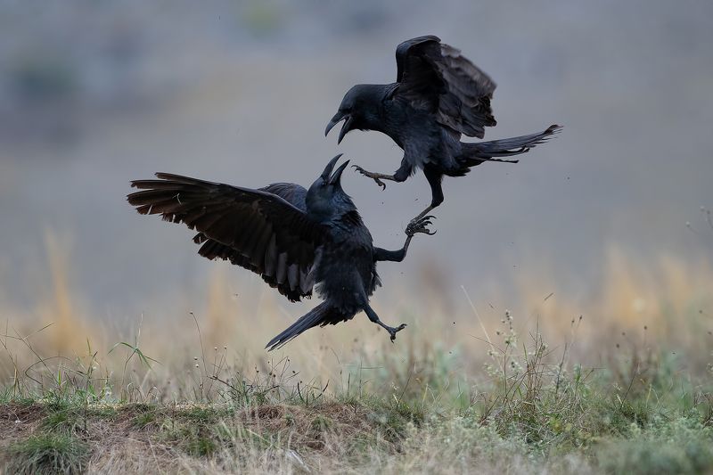 Междоусобица фото превью