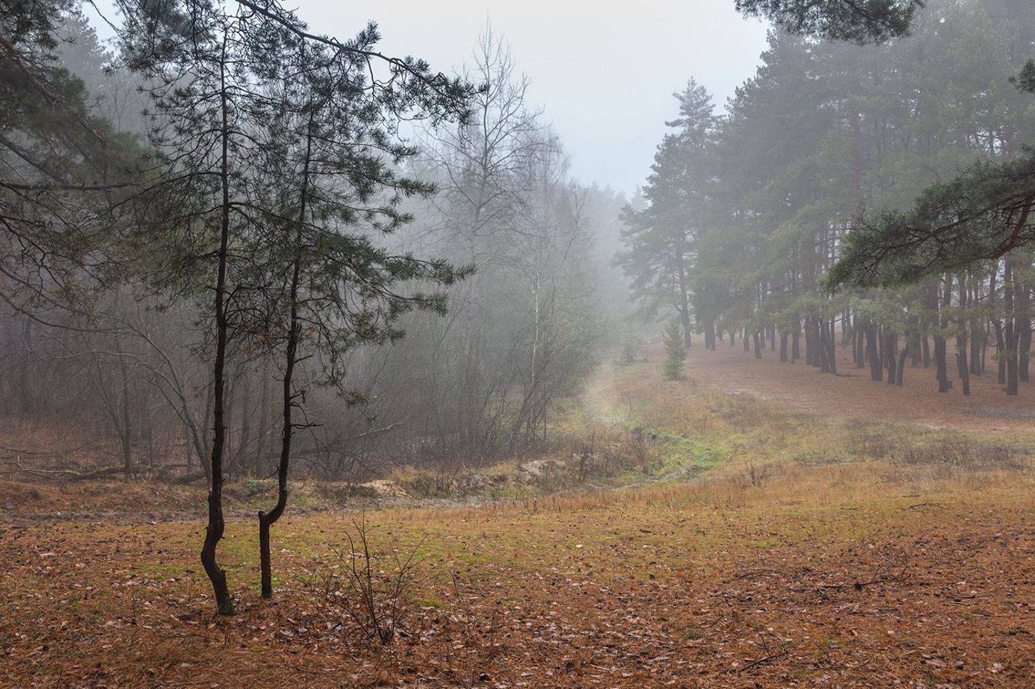 осень, лес, ноябрь, заповедник, Востриков Руслан