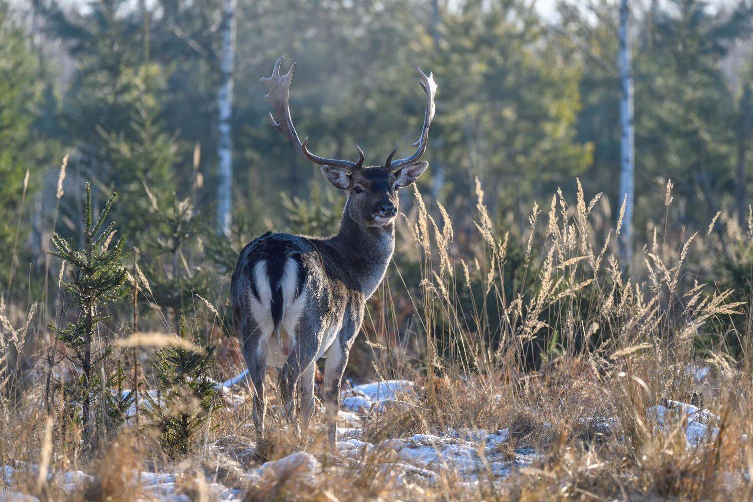 лес,животные,олень, Виталий Полуэктов
