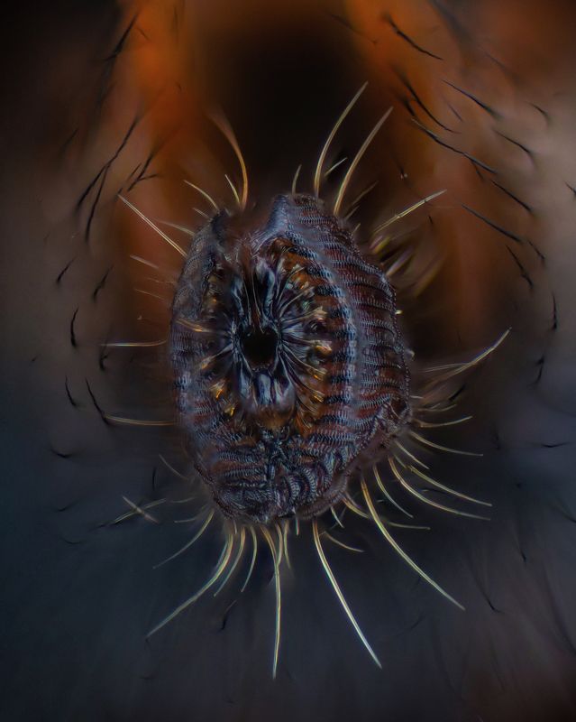 The mouth of a fly фото превью