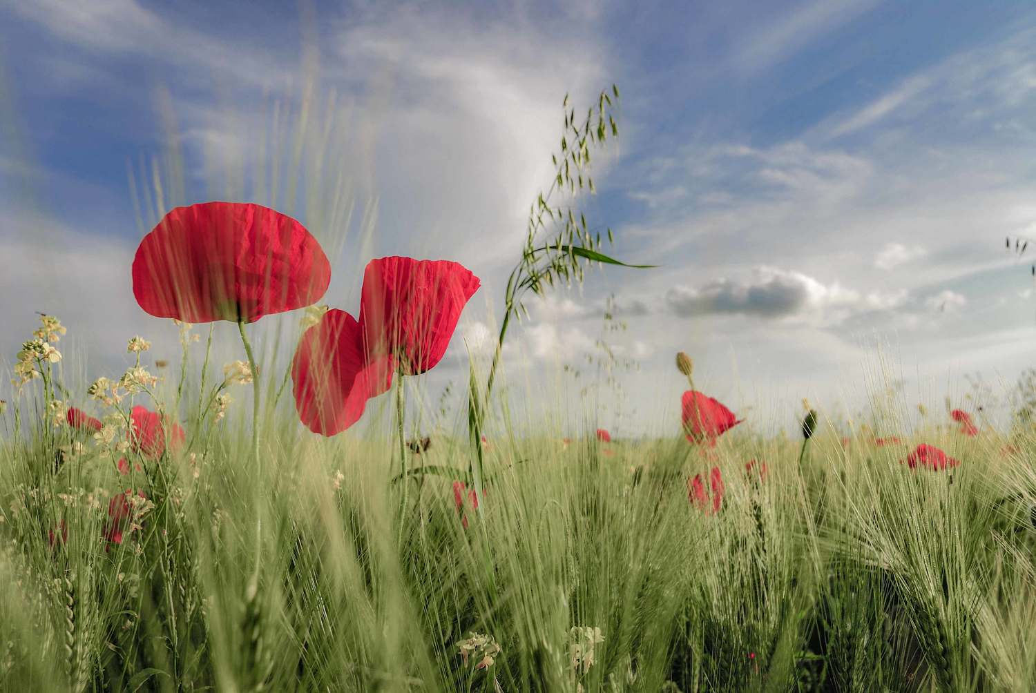 , Игорь Прошаков