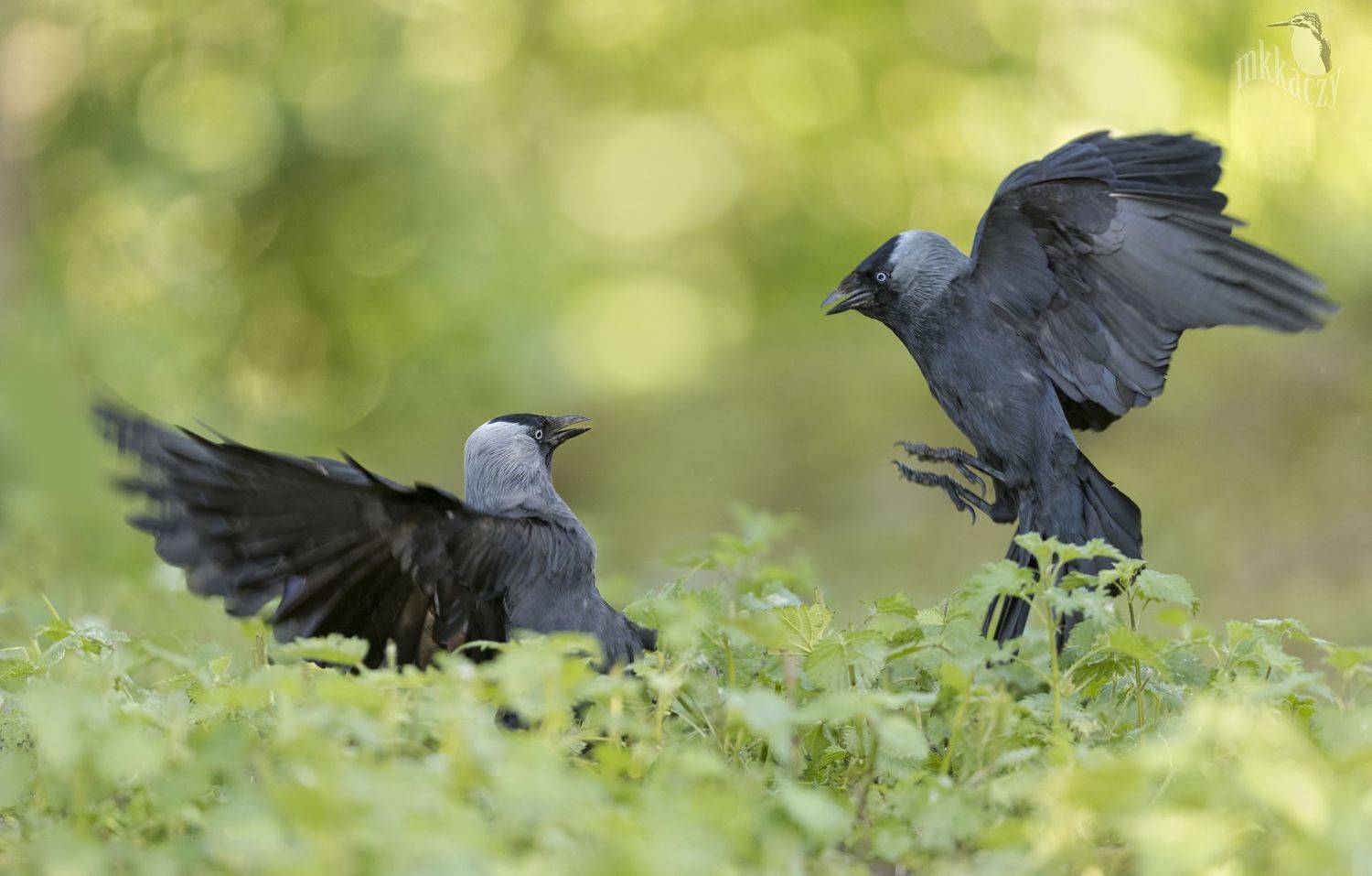 , Marcin Kaczmarkiewicz