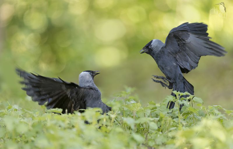 Kawki dwie фото превью