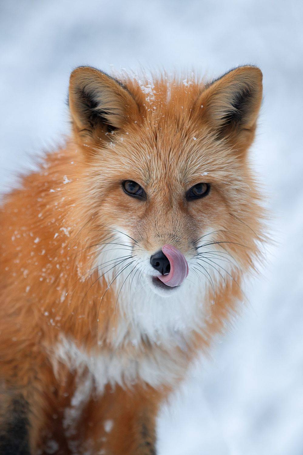, Светлана Писарева