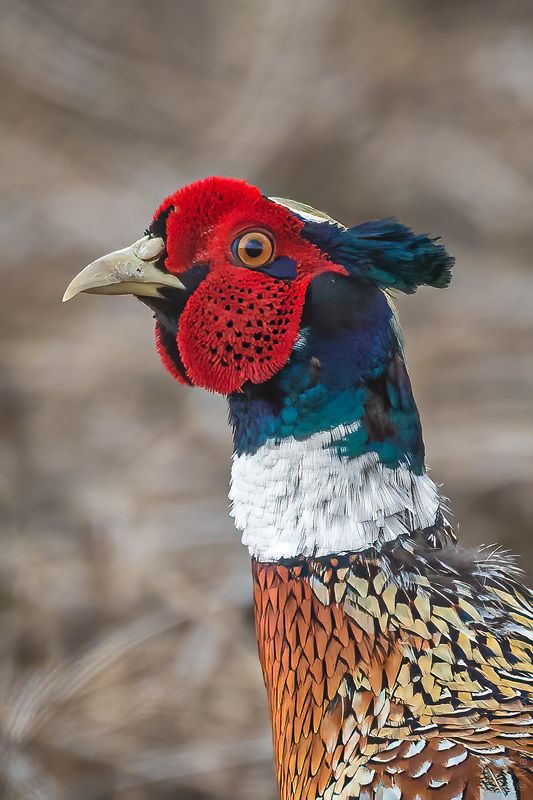 Портрет самца фазана. фото превью