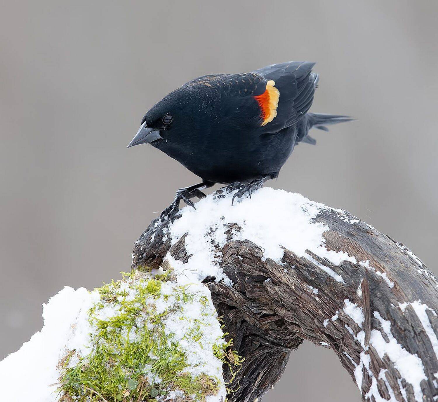 красноплечий чёрный трупиал, red-winged blackbird, трупиал, blackbird, зима, Elizabeth Etkind