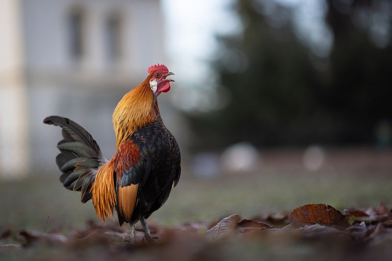 Cock фото превью