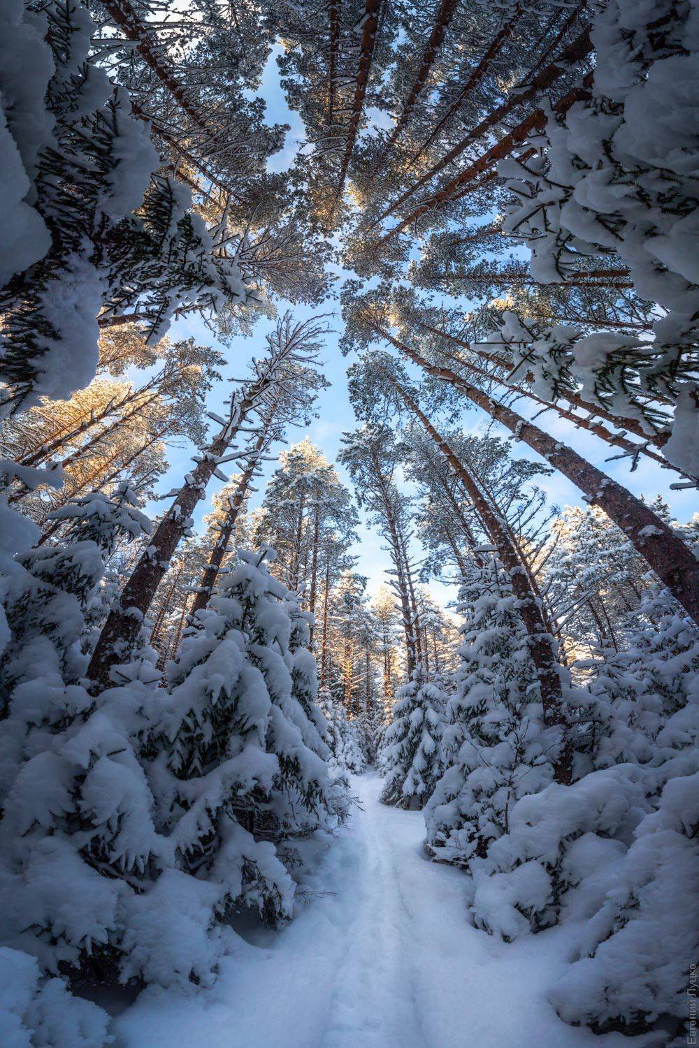 , Евгений Луцко