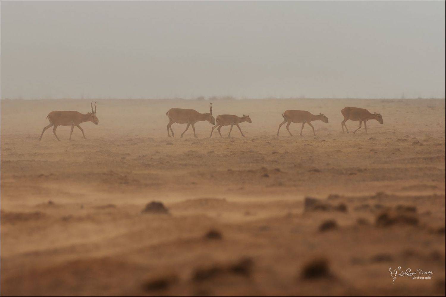 заказник, степной, сайгак, степь, лобанов, Lobanov Roman