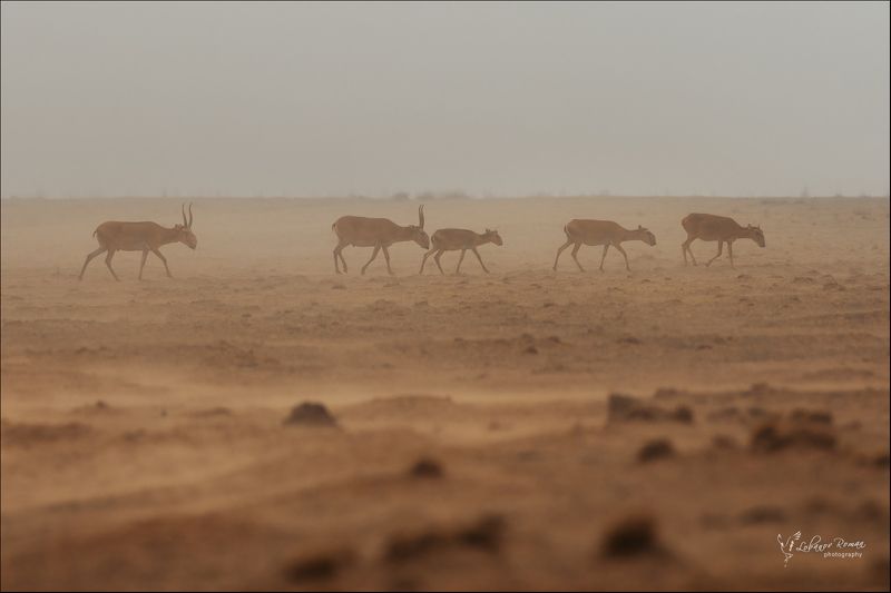 заказник, степной, сайгак, степь, лобанов * * * фото превью