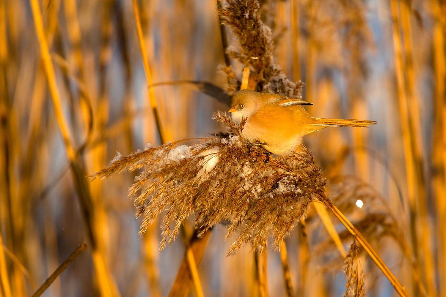 , Александр Абросимов
