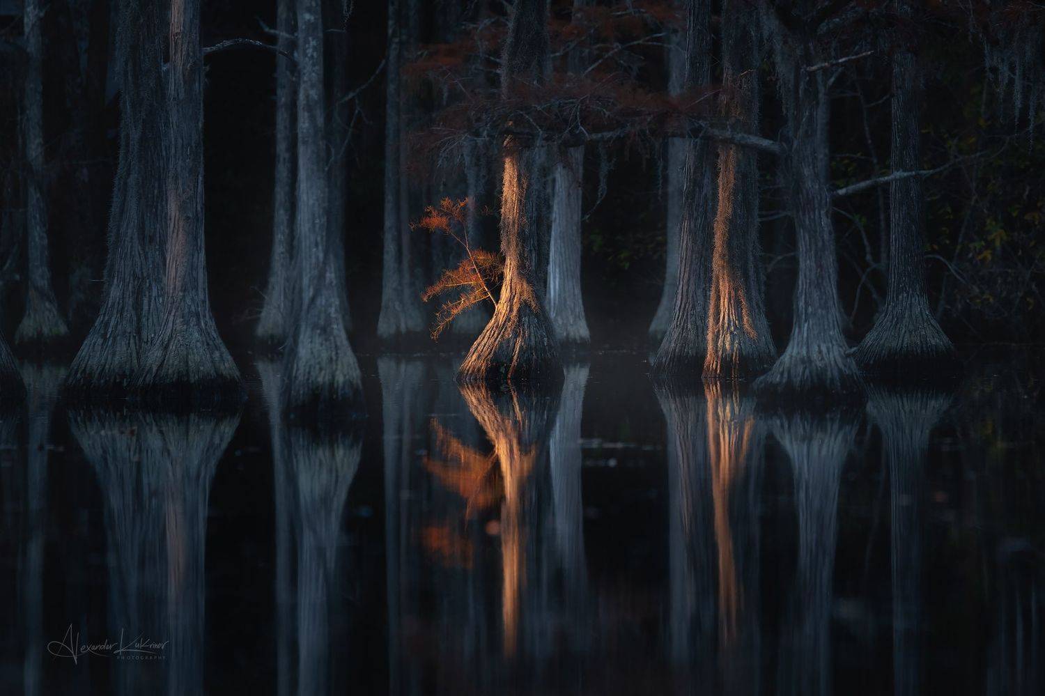 кипарисы, джорджия,рассвет,пейзаж, Александр Кукринов