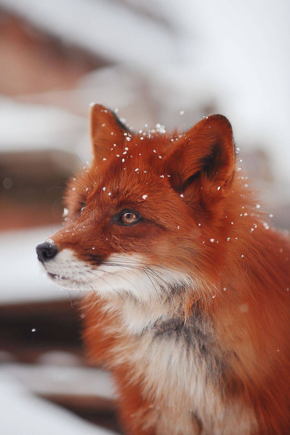 , Ксения Лысенкова