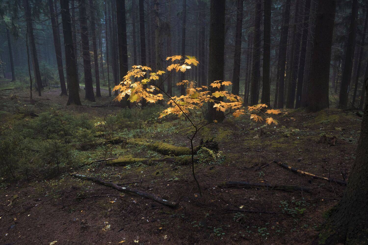 , Светлана Краюшкина