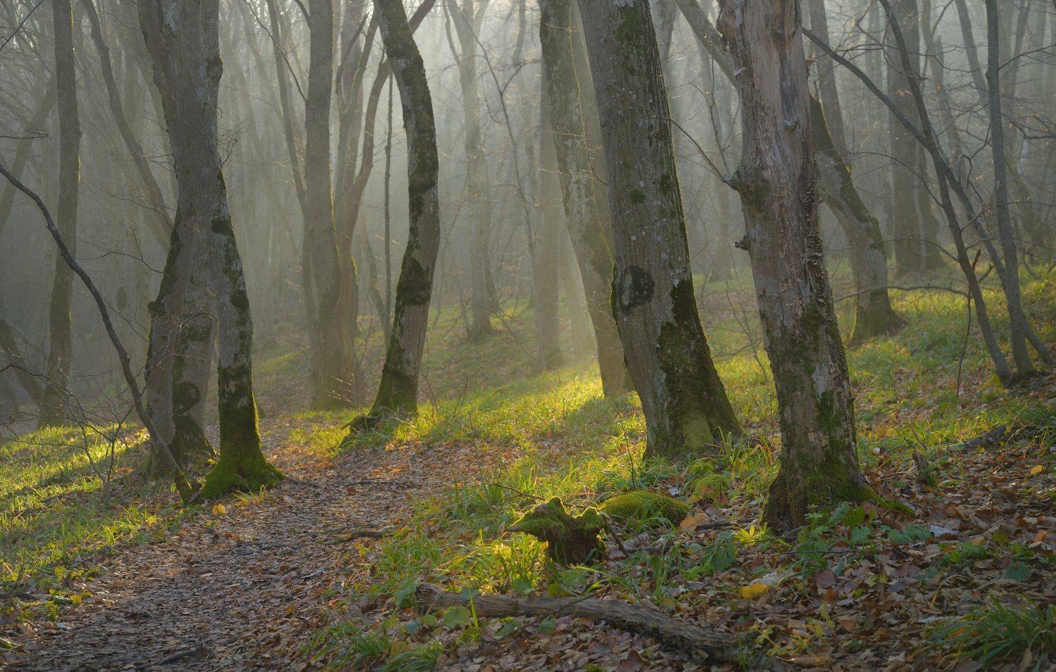 зима туман лес утро, Александр Жарников