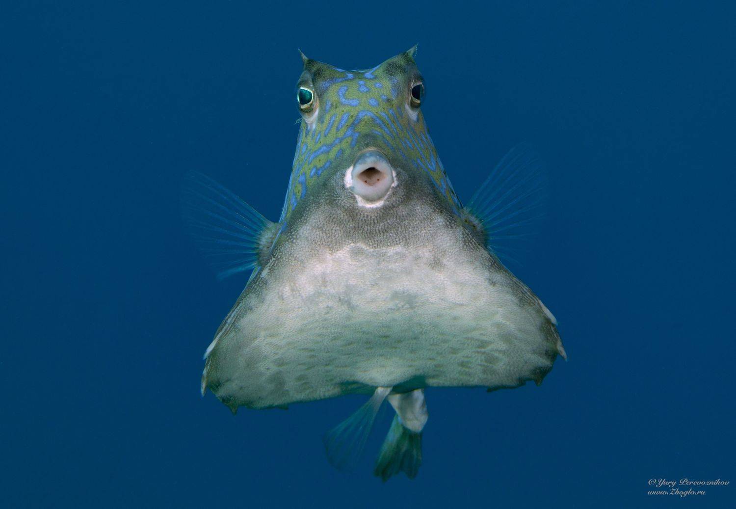 подводное фото подводный мир хургада египет жогло zhoglo красное море, Юрий Перевозников