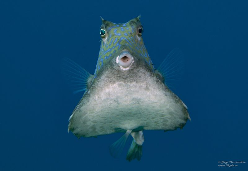 подводное фото подводный мир хургада египет жогло zhoglo красное море Я лечуууу фото превью