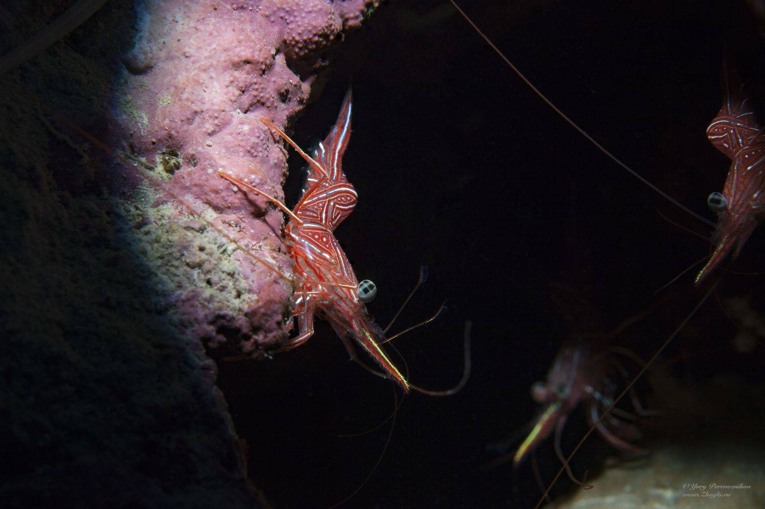 подводное фото подводный мир хургада египет жогло zhoglo красное море, Юрий Перевозников