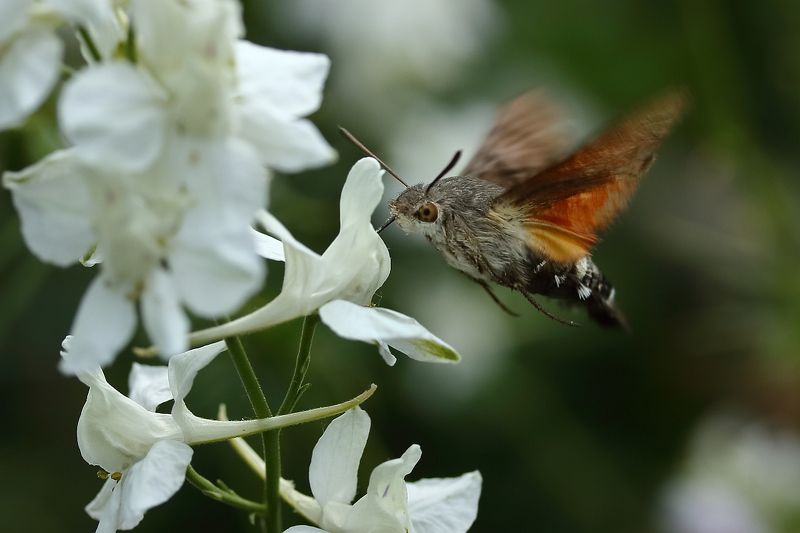 Дельфиниум и бражник фото превью