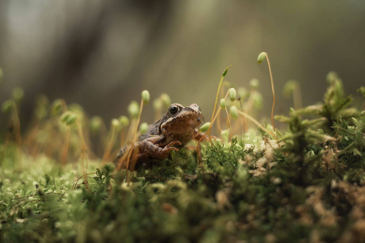 лягушонок, мох, макро, крупный, план, боке, Сальников Евгений