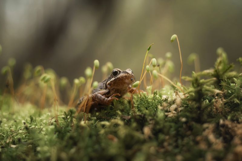 Лягушонок и мох фото превью