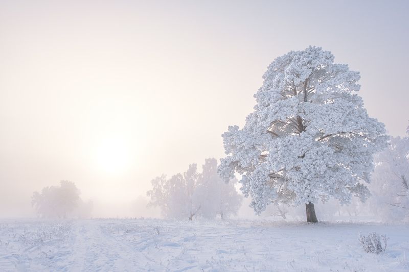 зима, зимний пейзаж, пейзаж ,снег, мороз, winter, fujifilm Полдень... фото превью