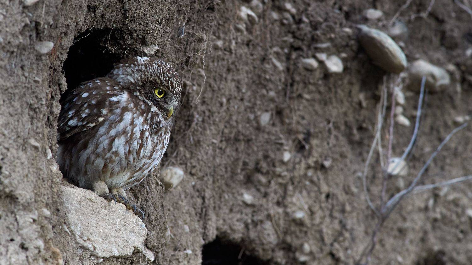 nature, wildlife, birds, owls, Калин Ботев