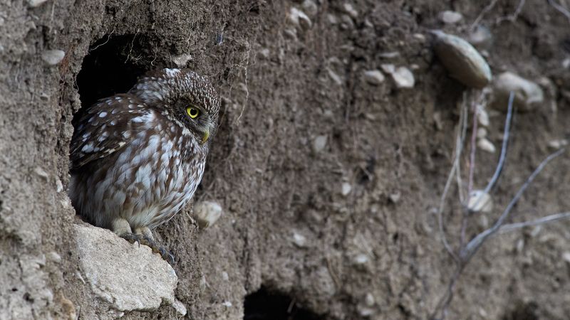 nature, wildlife, birds, owls *** фото превью